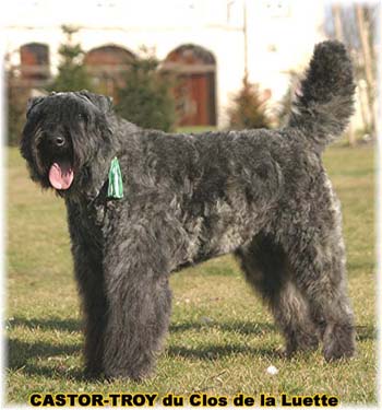 bouvier des flandres du clos de la luette - copyright déposé